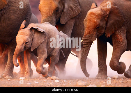 Elephant herd on the run in Etosha desert Stock Photo