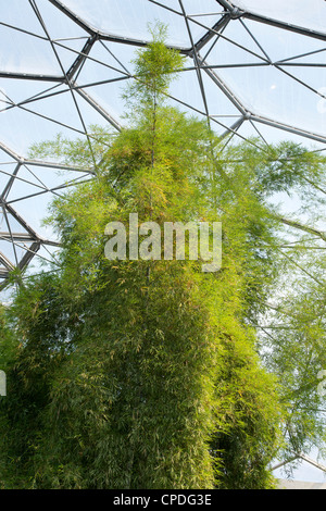 Yoga studio 'pod' with instructor. Vikasa Yoga Centre, Bangkok, Thailand.  Architect: Enter Projects , 2020 Stock Photo - Alamy