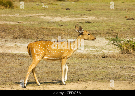 Sri Lankan axis deer or Ceylon spotted deer in Kumana National Park, formerly Yala East, Kumana, Eastern Province, Sri Lanka Stock Photo