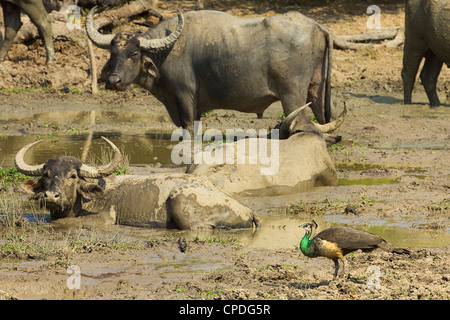 Female Indian peafowl dwarfed by big buffalo in Kumana National Park, formerly Yala East, Kumana, Eastern Province, Sri Lanka Stock Photo