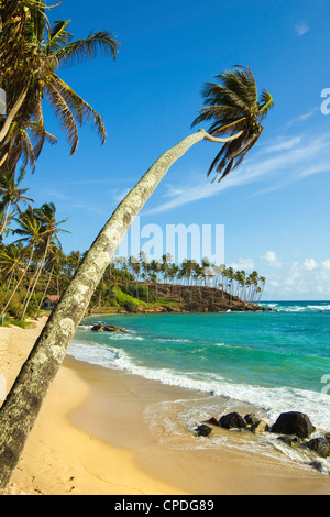 Palm trees at the eastern end of the south coast whale watch surf beach at Mirissa, near Matara, Southern Province, Sri Lanka Stock Photo