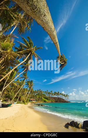 Palm trees at the eastern end of the south coast whale watch surf beach at Mirissa, near Matara, Southern Province, Sri Lanka Stock Photo