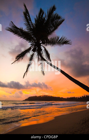 Sunset and palm tree and the western point of the south coast surf beach at Mirissa, near Matara, Southern Province, Sri Lanka Stock Photo