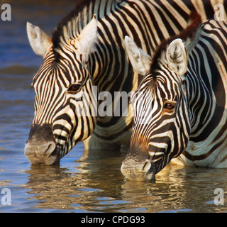Close-up of two zebras drinking water; Etosha Stock Photo