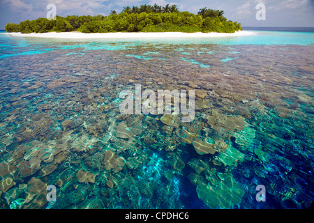 Coral plates, lagoon and tropical island, Maldives, Indian Ocean, Asia Stock Photo