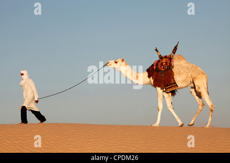 Camel driver in the Sahara desert, near Douz, Kebili, Tunisia, North Africa, Africa Stock Photo