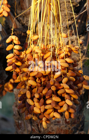 Date palm, Douz, Kebili, Tunisia, North Africa, Africa Stock Photo