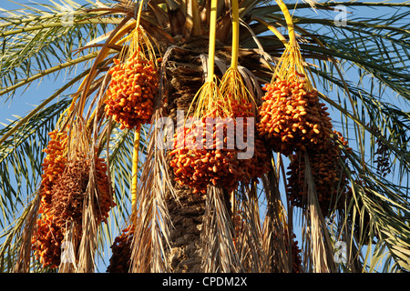 Date palms, Douz, Kebili, Tunisia, North Africa, Africa Stock Photo