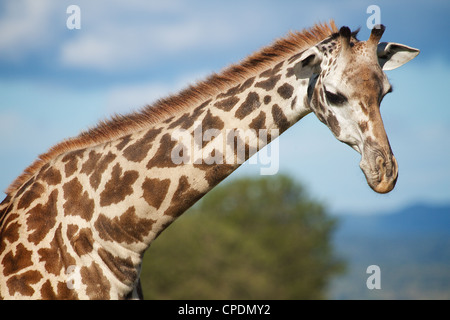 Giraffe Giraffa camelopardalis in Mikumi Game reserve . Southern Tanzania. Africa Stock Photo