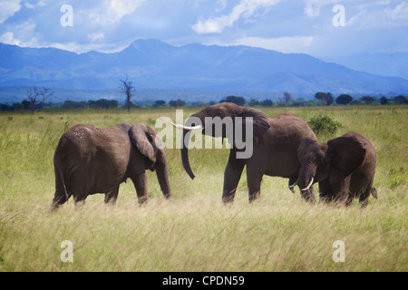 African elephant  Loxodonta africana family greeting each other. Mikumi national park.Tanzania Africa. Stock Photo
