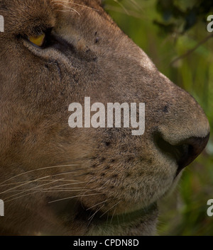 African Lion  Panthera leo  in Mikumi Game reserve . Southern Tanzania. Stock Photo