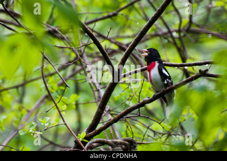 Rose-Breasted Grosbeak (Pheucticus ludovicianus) Stock Photo