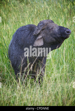 African buffalo cow (Syncerus caffer) standing out with the herd in ...