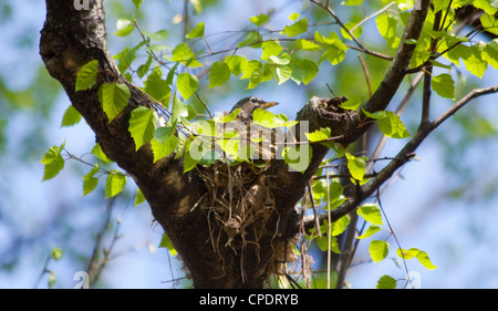 Robin Bird Sitting on Nest Stock Photo