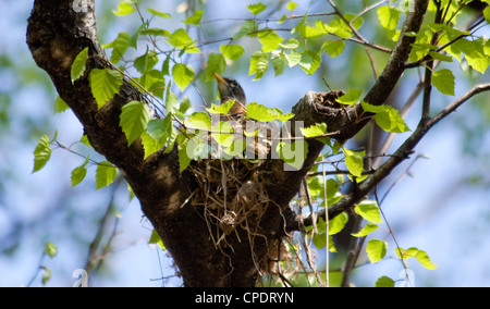 Robin Bird Sitting on Nest Stock Photo