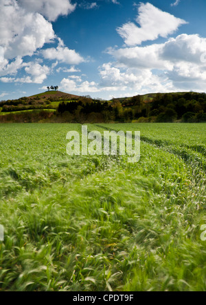 A summer Day looking over a moving wheat Field with Colmers Hill in the Distance, taken in Symondsbury, Dorset Stock Photo