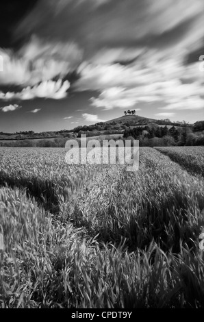 A Long exposure looking though a wheat field near symondsbury with colmers hill in the distance Stock Photo