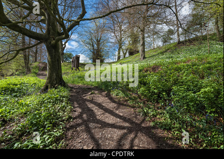 A path in the ancient woodland at Allen Banks in late spring Stock Photo