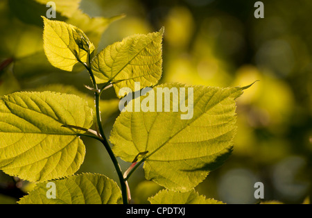 Nature background Stock Photo
