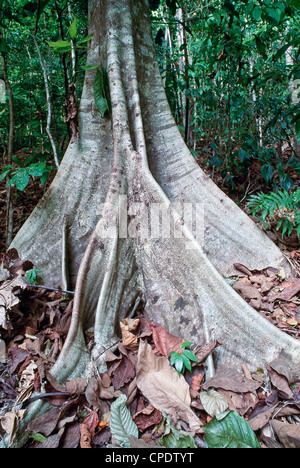 Buttress roots, rainforest, Costa Rica. Stock Photo