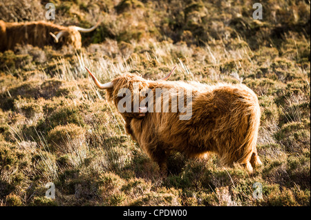 Highland Cattle having a scratch on the Isle of Skye, Scotland Stock Photo