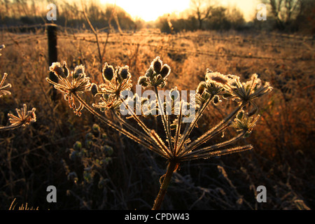 Hoar frost occurs when water vapour, such as fog touches a very cold surface and freezes on it instantly. Winter sun light. Stock Photo