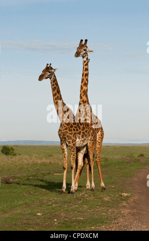 A Pair of Masai Giraffe (Giraffa camelopardalis tippelskirchi) mating on the Masai Mara National Reserve, Kenya, East Africa. Stock Photo