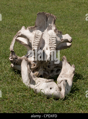 African Elephant Skull (Loxodonta africana) showing teeth and jaw on the Masai Mara National Reserve, Kenya, East Africa. Stock Photo