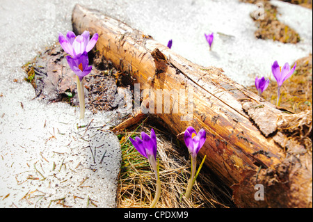 Wild spring crocuses growing through snow and hay at forest Stock Photo