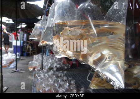 Tropical Fish on sale , Pet Zone at Chatuchak Market in Bangkok Stock Photo