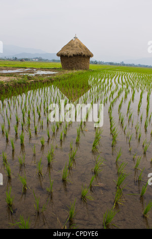 Straw in Cornfield Stock Photo