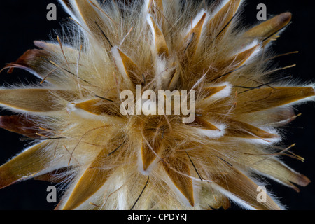 Dried Plumosum Bloom Stock Photo