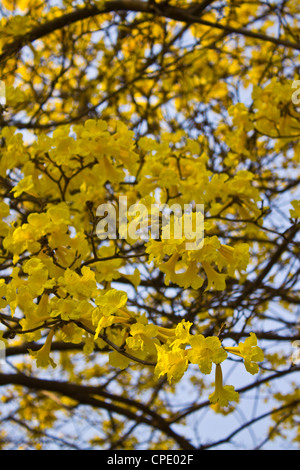 Golden tree in Chiangmai University Stock Photo
