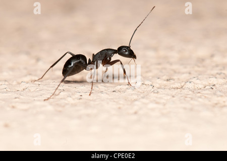 Carpenter ant isolated on white background. This ant is a major pest on houses Stock Photo