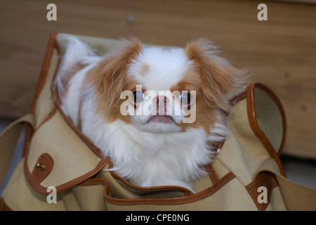 Japanese Chin Dog Stock Photo - Alamy