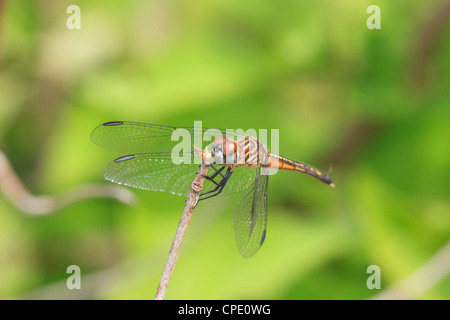 Female blue dasher dragonfly (Pachydiplax longipennis) Stock Photo