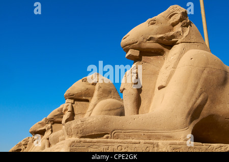 Sphinx path, Temple of Amun, Karnak, Thebes, UNESCO World Heritage Site, Egypt, North Africa, Africa Stock Photo