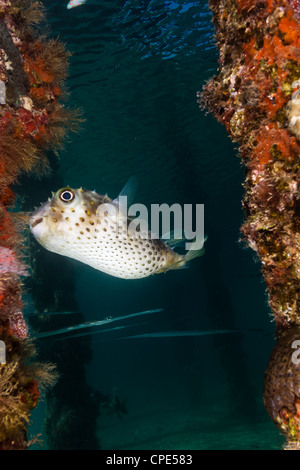 A Burrfish hovering between 2 support pillars of a hotel jetty Stock Photo