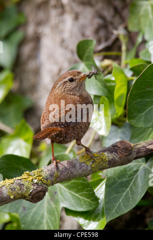 Eurasian Wren Troglodytes troglodytes carrying insect food to nestlings in Banwell, Somerset in May.