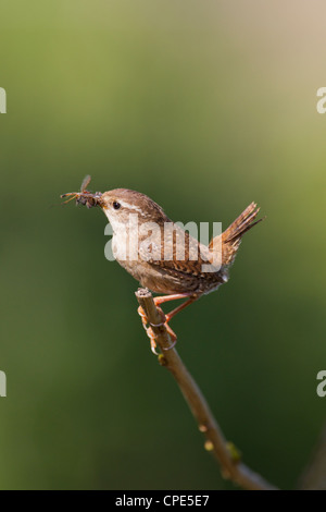 Eurasian Wren Troglodytes troglodytes carrying insect food to nestlings in Banwell, Somerset in May. Eurasian Wren Troglodytes troglodytes carrying insect food to nestlings in Banwell, Somerset in May.