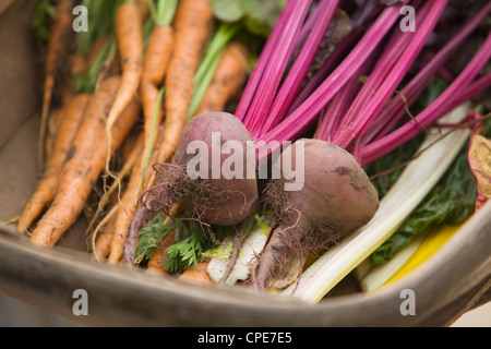 Vegetables in wooden basket or Sussex Trug Stock Photo