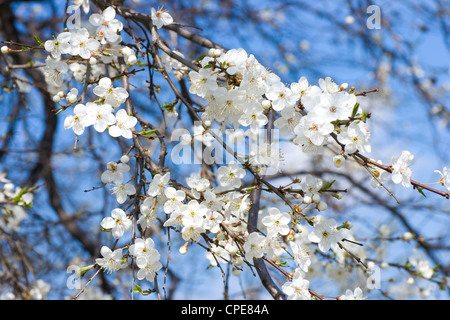 White apple blossoms blooming in the spring Stock Photo