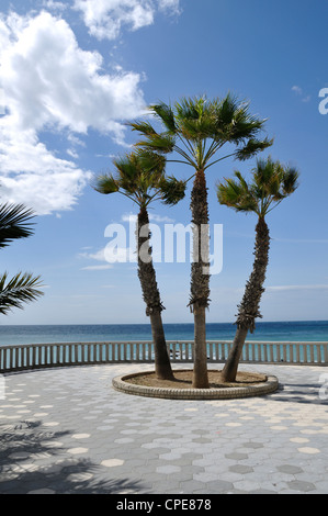 Three Palm Trees, Almunecar, Costa Tropical, Granada Province, Andalusia, Spain, Europe Stock Photo