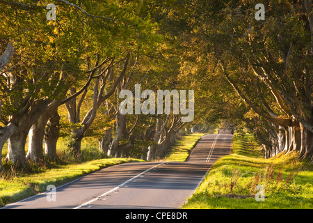 The winding road through the beech avenue at Kingston Lacy, Dorset, England, United Kingdom, Europe Stock Photo