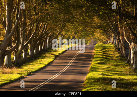 The winding road through the beech avenue at Kingston Lacy, Dorset, England, United Kingdom, Europe Stock Photo