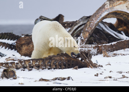 Polar Bear Ursus maritimus adult feeding on Bowhead Whale carcass at Kaktovik, Arctic in October. Stock Photo