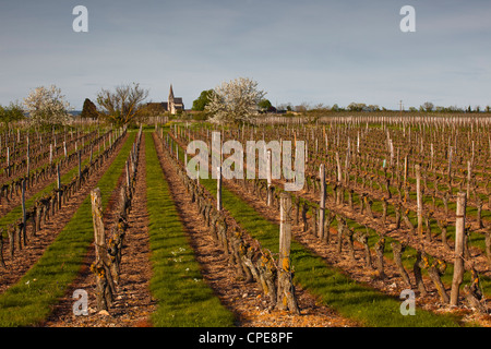 Vineyards, Souzay-Champigny, Saumur, Maine-et-Loire, France, Europe Stock Photo