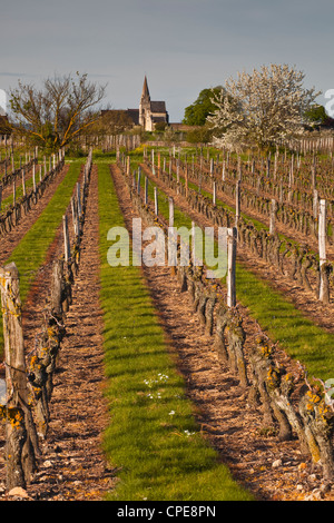 Vineyards, Souzay-Champigny, Saumur, Maine-et-Loire, France, Europe Stock Photo