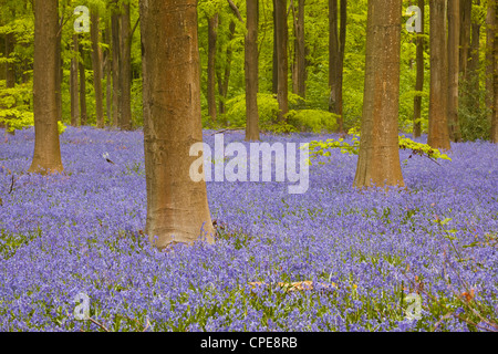 Bluebells beneath trees, West Woods, Wiltshire, England, United Kingdom, Europe Stock Photo