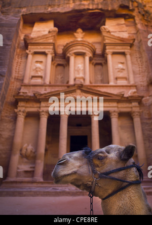 Camel In Front Of Al Khazneh Treasury Ruins, Petra, Jordan Stock Photo